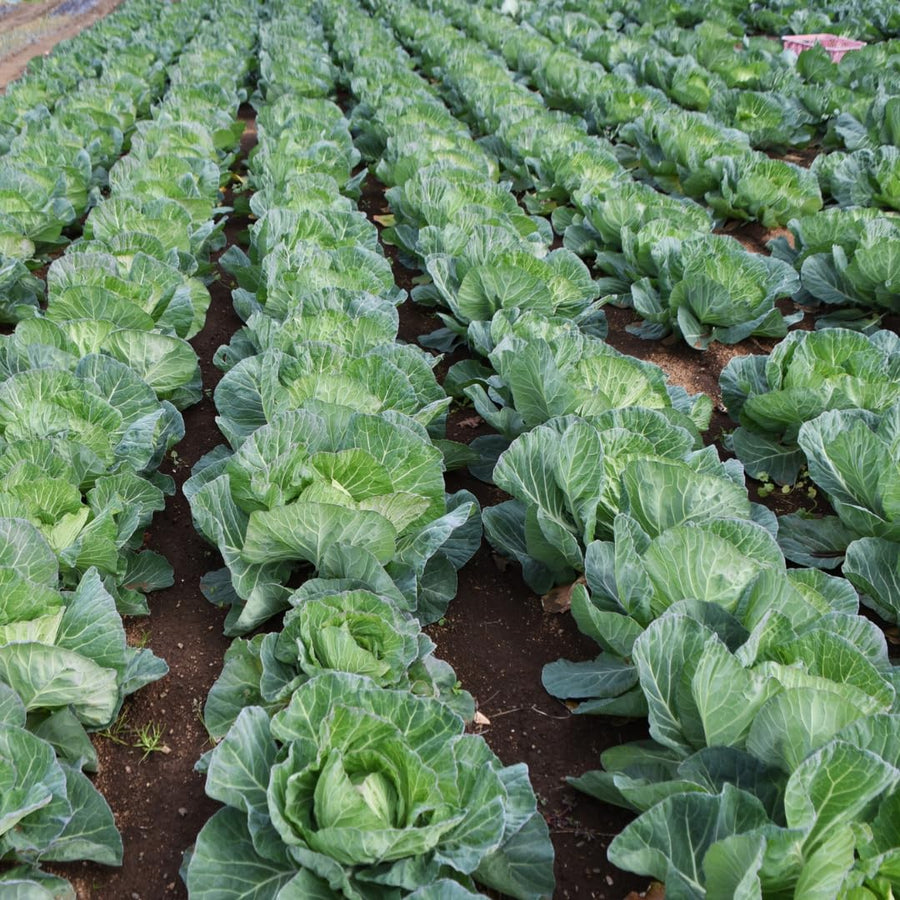 1000 Cabbage Seeds for Planting, Green Cabbage Seeds, Vegetable for Containers, Ready to Grow