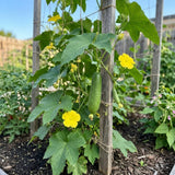Luffa Plant Live, Luffa Gourd Vine, Loofah Vegetable Plant 4-8 Inches Tall, Well Rooted for Outdoor Gardening