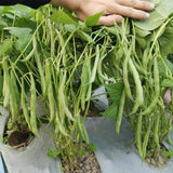 2PPP Green Bean Plant Live for Planting, Bean Bush Starter Plant, 4-6'' Tall in 4 Inches Pot, Edible Vegetable Plant for Outdoor Growing