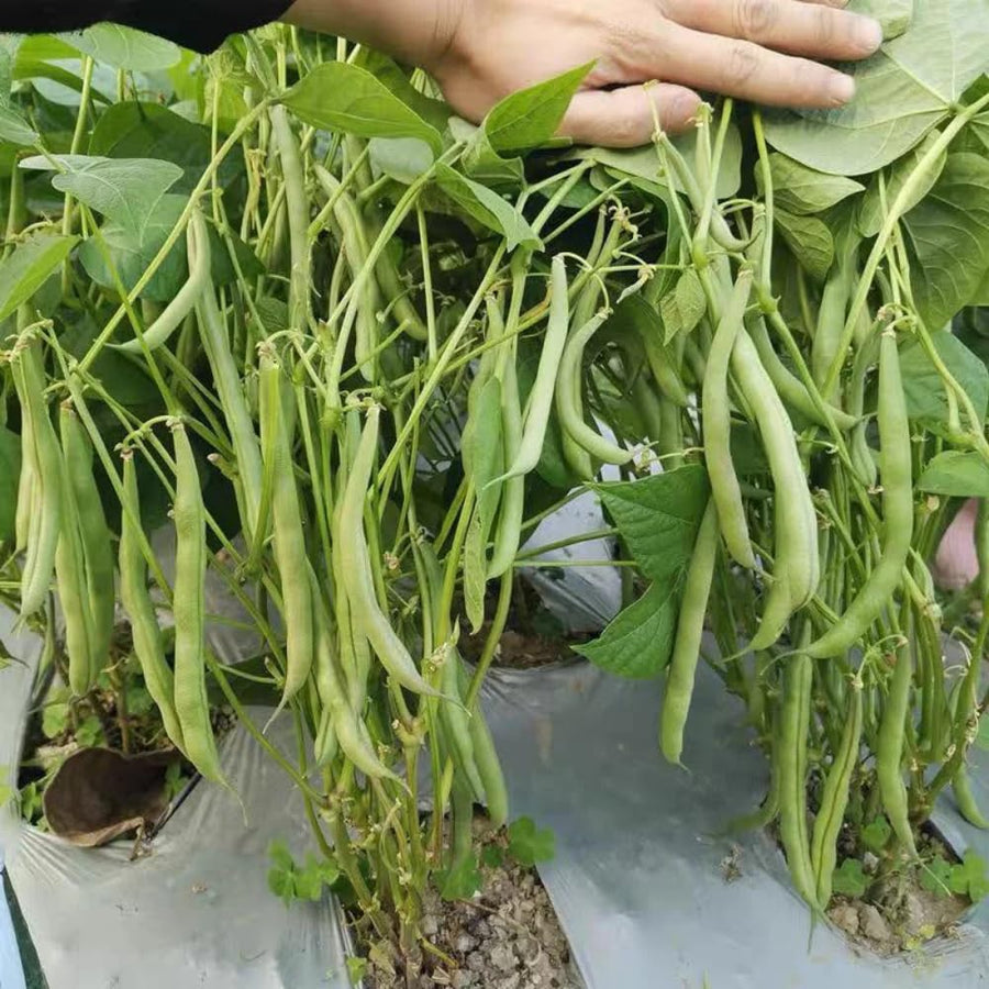 2PPP Green Bean Plant Live for Planting, Bean Bush Starter Plant, 4-6'' Tall in 4 Inches Pot, Edible Vegetable Plant for Outdoor Growing