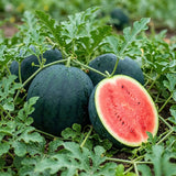 Set 100 Sugar Watermelon Seeds for Planting, Sweet Watermelon Fruit Plant, Sweet Melon Seed for Outdoor Gardening