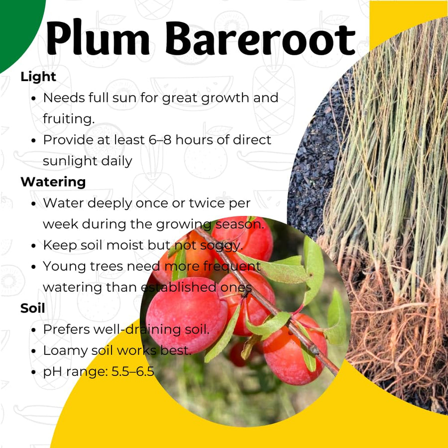 Pack 2 American Plum Trees Live Plants, Bareroots Dormant, 18-24 Inch Height, Plum Plants Live for Planting Outdoors, Plum Tree Plant