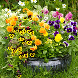 Mix Pansy Plants 4'' Pot, Set of 3 Pansy Starter 3-5 Inches, Hardy Cool-Season Annual Blooms, Outdoor Garden