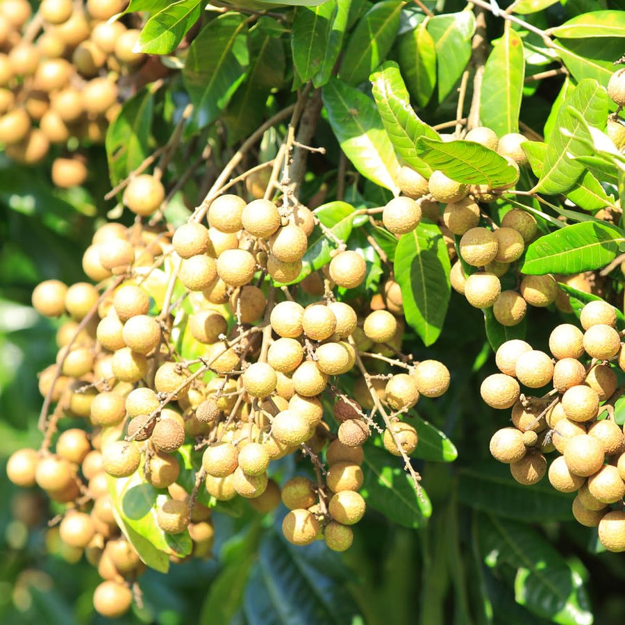 Live Longan Fruit Tree Plant, 6-12” Tall in 4” Pot, Sweet Tropical Longan Plant to Grow