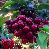 2 Black Cherry Seedlings Cherry Tree Live Plant, Bareroots Dormant, 12-18 Inch Tall, Sweet Cherry Plants Live for Planting Outdoors, Dark Purple Black Cherry