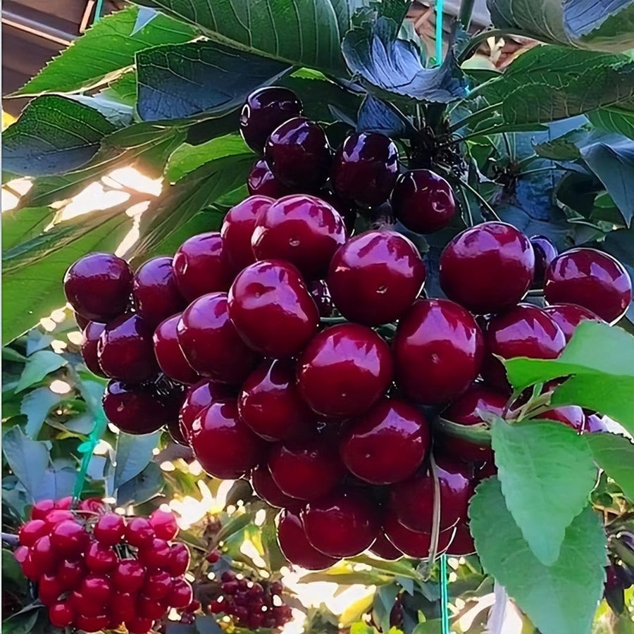 2 Black Cherry Seedlings Cherry Tree Live Plant, Bareroots Dormant, 12-18 Inch Tall, Sweet Cherry Plants Live for Planting Outdoors, Dark Purple Black Cherry