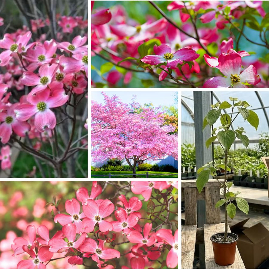 Pink Dogwood Plant Live, 7-14 Inch Tall, Quart Pot, Dogwood Tree Live Plant for Planting, Dogwood Live Plant Dogwood Bush, Dogwood Plant Live, Dogwood Flowers