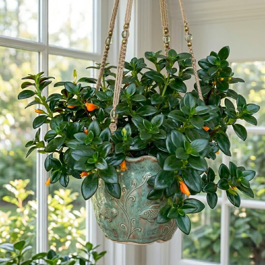 Trailing Goldfish Plants Live in 4" Pot, Goldfish Plant Live Houseplant, Live Indoor Plant for Home and Office Decoration, Well-Rooted, 4-7 Inches Tall