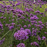 1200 Moss Verbena Seeds, Perennial Ground Cover, Purple Flower Seeds