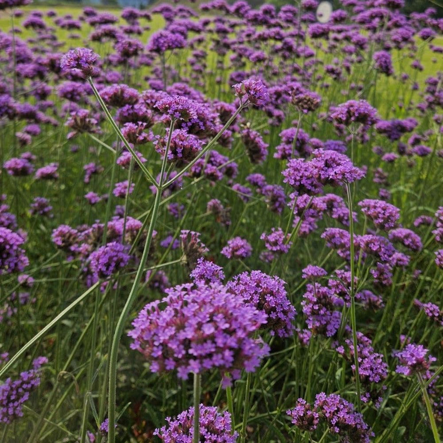 1200 Moss Verbena Seeds, Perennial Ground Cover, Purple Flower Seeds