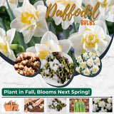 Set 30 Daffodil Bulls for Planting, Top Size Narcissus Flower Bulbs, Perennial Spring Flowers, Cold Hardy, Ideal for Gardens, Pots and Landscaping (Double White)