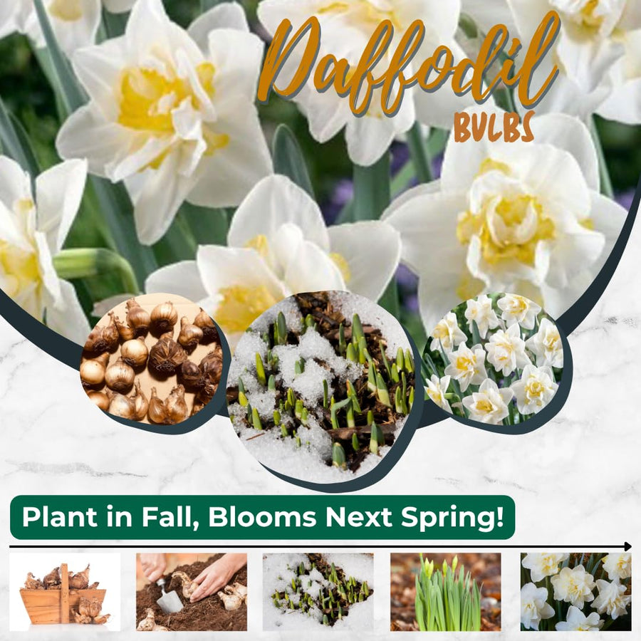 Set 30 Daffodil Bulls for Planting, Top Size Narcissus Flower Bulbs, Perennial Spring Flowers, Cold Hardy, Ideal for Gardens, Pots and Landscaping (Double White)