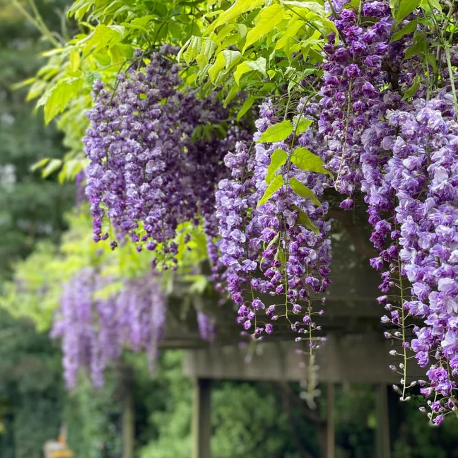 Purple Wisteria Tree Live Plant, Wisteria Live Plant, Purple Flower, 3-5 Inches Tall in 2.5 Inch Pot for Planting, Dormant in Winter
