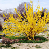 Forsythia Live Plant, Lynwood Gold Forsythia Plants in 4" Pot, 6-12 Inch Tall Live Plants for Outdoor Growing