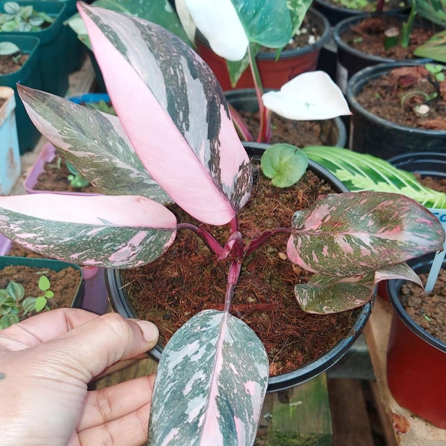 Philodendron Plant, Rare Tropical Variegated Live Indoor Houseplant, 5-8" Tall, No Pot (Pink Philodendron Plant)