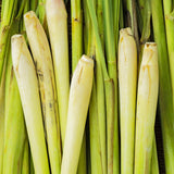 Pack 250 Lemongrass Seeds for Growing, Fragrant Herbs, Heirloom Herb Seeds, Suitable for Indoor or Outdoor Growing
