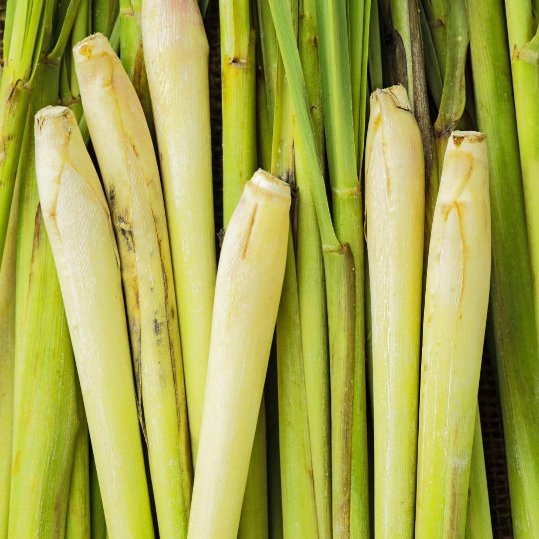Pack 250 Lemongrass Seeds for Growing, Fragrant Herbs, Heirloom Herb Seeds, Suitable for Indoor or Outdoor Growing