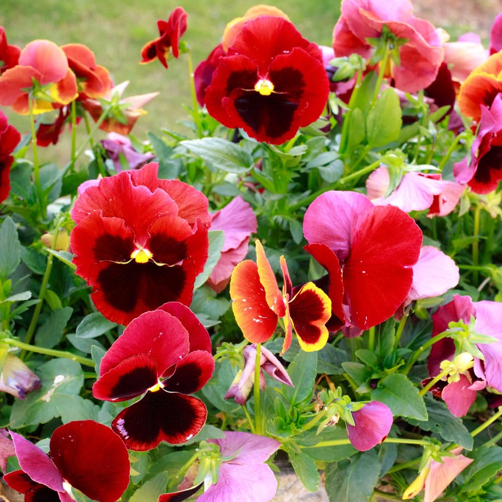 2 Mix Pansies Plants Live Potted, Pansy Plants Live, 4 to 6 Inc Tall