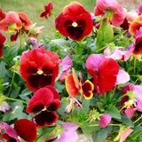 3 Assorted Pansies Plants Live Potted, Pansy Plants Live, 4 to 6 Inc Tall Flower Gardening Indoor Outdoor