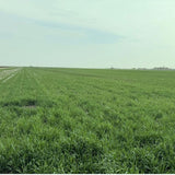 3 Pound Rye Cover Crop Seeds, Winter Rye Seeds for Garden Ground Cover and Seasonal Growing