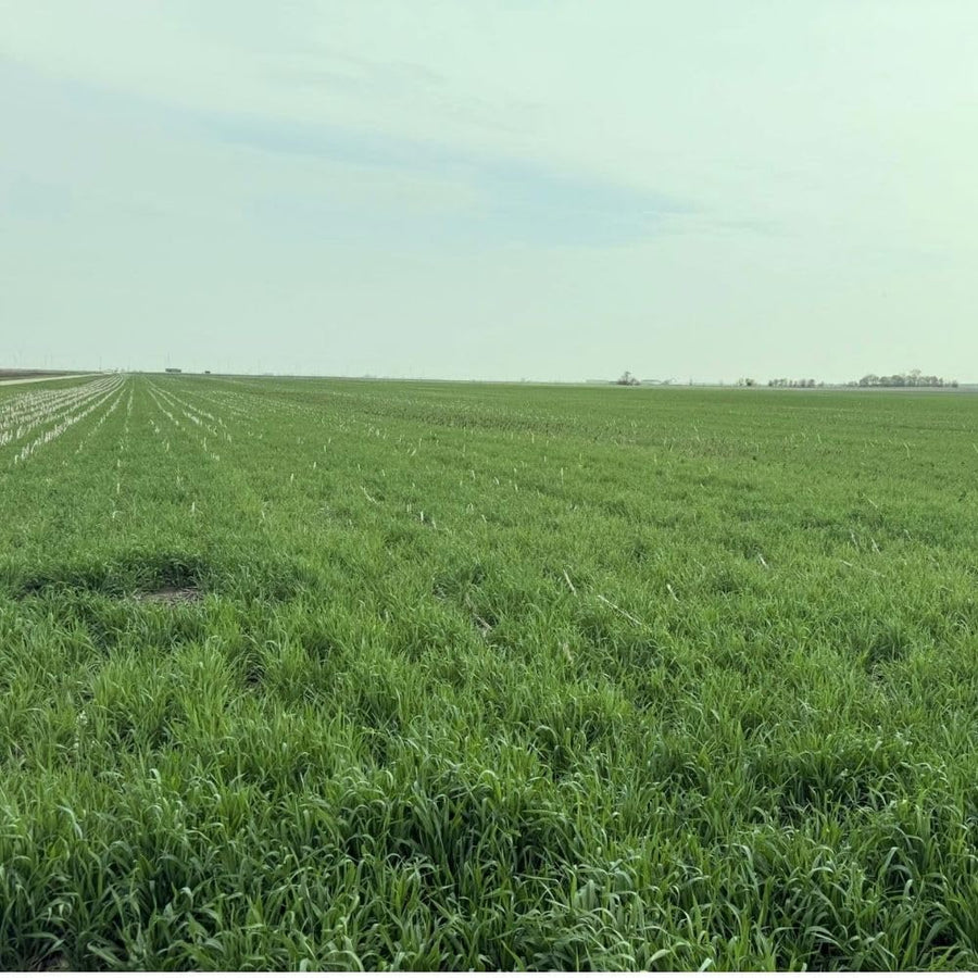 3 Pound Rye Cover Crop Seeds, Winter Rye Seeds for Garden Ground Cover and Seasonal Growing