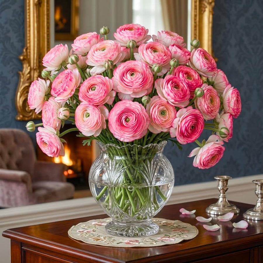 Ranunculus Bulbs, 25 Ranunculus Bulbs, French Peony Style Buttercup Corms, Spring Blooming Garden Flowers, Vibrant Flower Plant (Rare Pink Ranunculus)