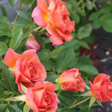 Rose Plant Live for Planting Indoor Outdoor, Rose Bush Live Plant (Pumpkin Rose)
