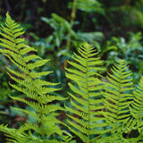 10 Fern Live Plants Roots, Lady Ferns Plant Live, Fern Starter Plant for Growing Indoor, 10 Roots Rhizomes