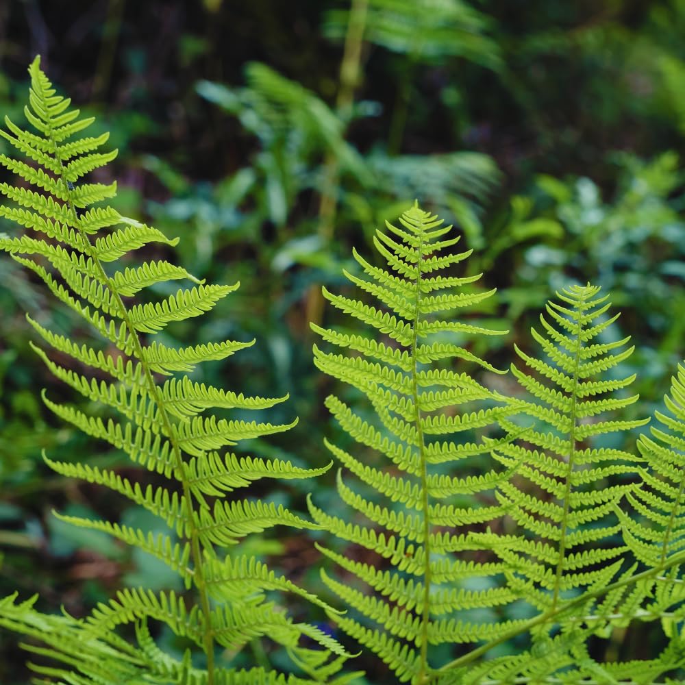 10 Fern Live Plants Roots, Lady Ferns Plant Live, Fern Starter Plant for Growing Indoor, 10 Roots Rhizomes