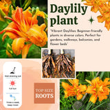 10 Double Orange Daylily Roots, Hardy Perennial Flower for Garden Beds and Borders Planting, Easy Care, Ready to Grow