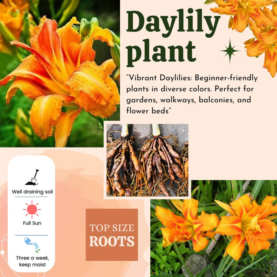 10 Double Orange Daylily Roots, Hardy Perennial Flower for Garden Beds and Borders Planting, Easy Care, Ready to Grow
