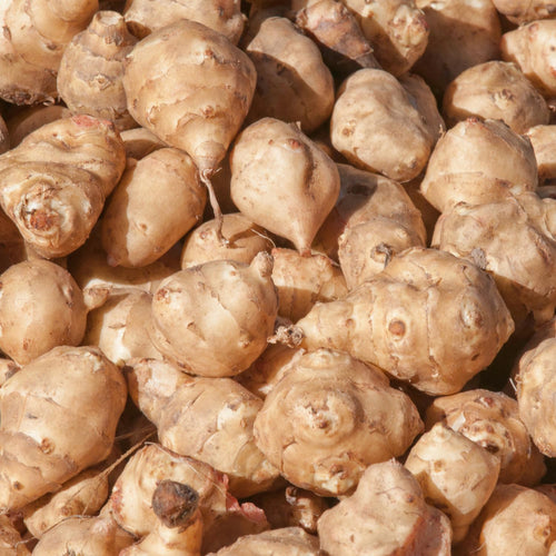 1 Lb Jerusalem Artichoke Bulbs for Planting, Hardy Perennial Sunchoke Tubers, Home Garden Growing