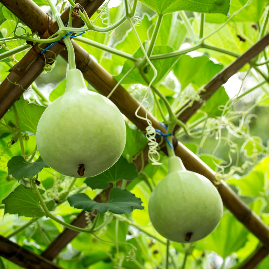 50 Mixed Gourd Seeds for Planting, Assorted Gourd Vegetable Seeds, Garden Seeds for Outdoor Growing