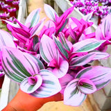 Wandering Jew Live Plant, Pink Tradescantia Nanouk Variegated Wandering Jew Houseplant, Rare Nanouk Pink Wandering Jew Plant 4 to 7 Inches Tall No Pot