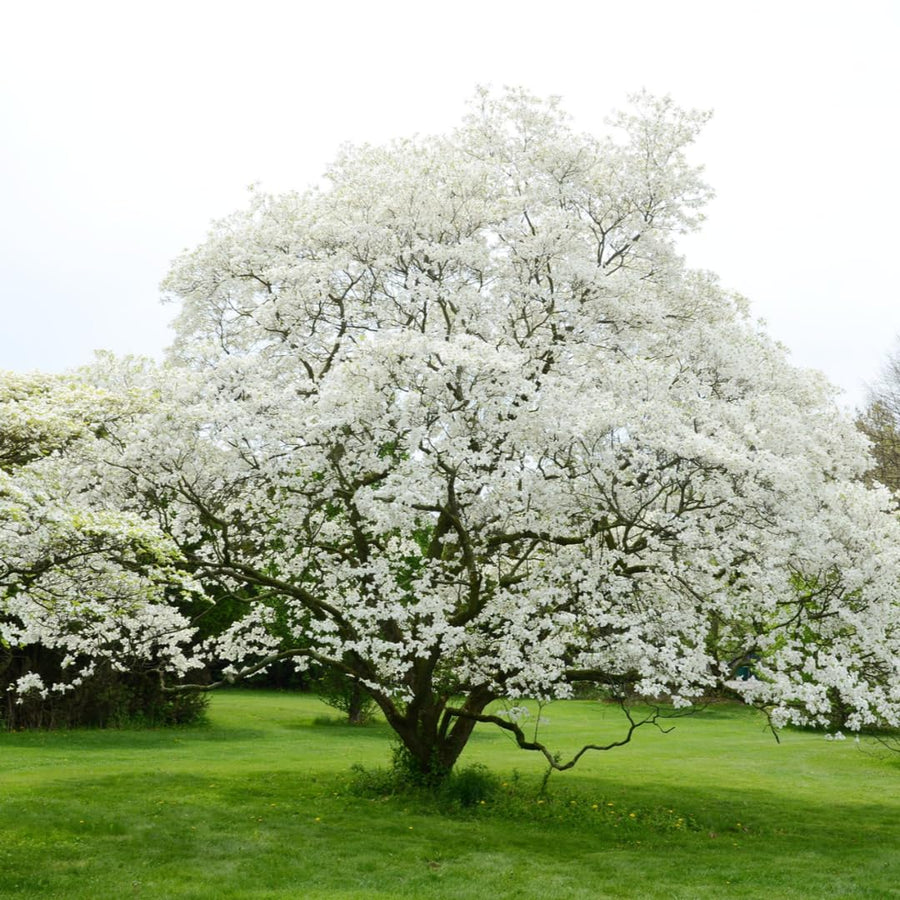 White Dogwood Tree Live Plant 1 Year Old in Quart Pot, 6-12" in Tall, Dormant in Winter, Spring Blooms