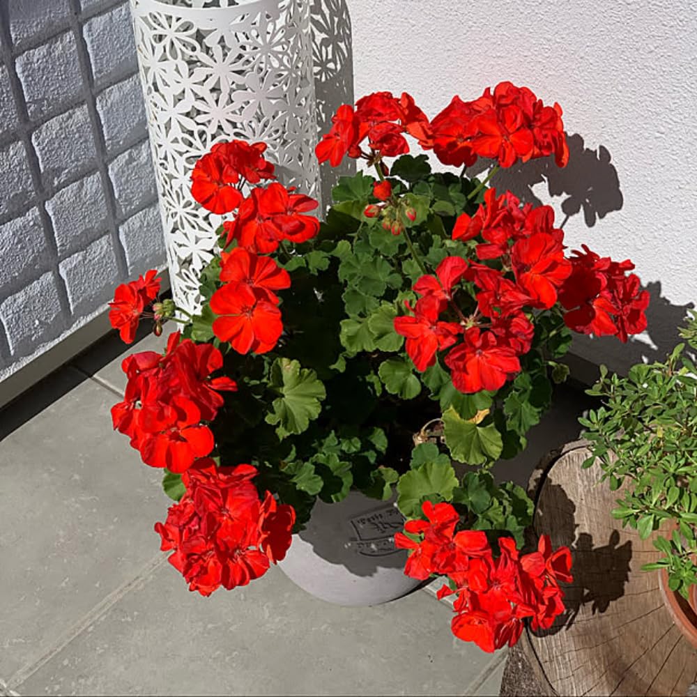 3 Geranium Plants Live, Live Geraniums Live Plant, Mix Geranium Flower Plants Indoor Outdoor, 5 to 7 Inches Tall