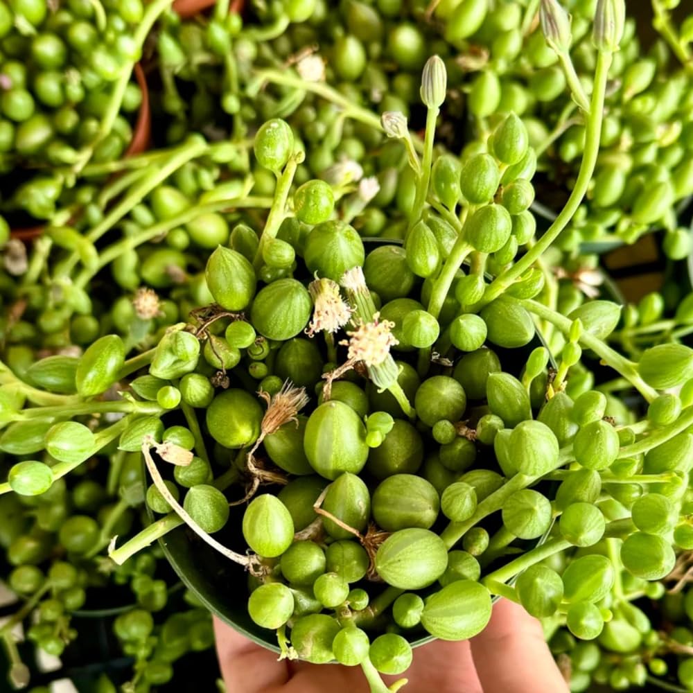 Succulent Plant Live, Trailing Houseplant, Indoor Green Foliage Plant in 4 Inch Pot (String of Watermelon)