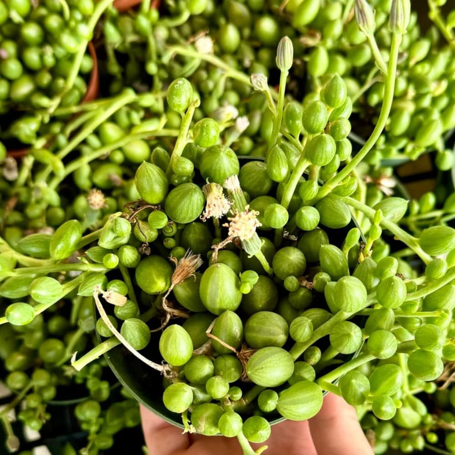 Succulent Plant Live, Trailing Houseplant, Indoor Green Foliage Plant in 4 Inch Pot (String of Watermelon)