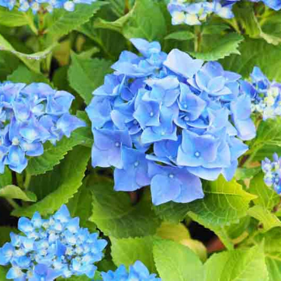 Blue Hydrangea Live Plant, 2.5 Inch Pot, Color Changing Hydrangea Bush, Hardy Perennial Flowering Shrub, 6-12" Tall