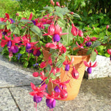 2 Hanging Fuchsia Plants 5 to 7 Inc in Height Purple Fuchsia Live Plants Well Rooted for Growing