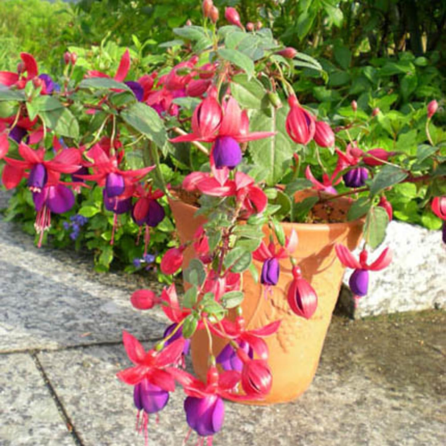 2 Hanging Fuchsia Plants 5 to 7 Inc in Height Purple Fuchsia Live Plants Well Rooted for Growing
