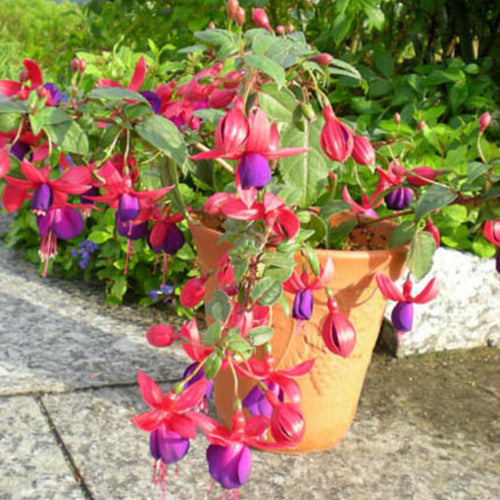 2 Hanging Fuchsia Plants 5 to 7 Inc in Height Purple Fuchsia Live Plants Well Rooted for Growing