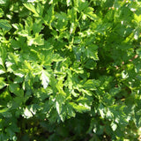 250 Parsley Seeds for Planting, Herb Seeds for Garden, Indoor and Outdoor Growing