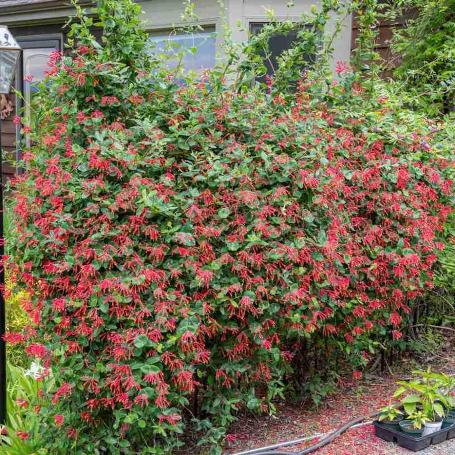 2 Mix Honeysuckle Plants Live, Fragrant Honeysuckle Climbing Vine for Garden, Trellis, or Fence, Starter Plugs 4-8 Inch (Red Blooms)