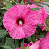 Hibiscus Flower Plant, Hibiscus Plants Live, Giant Rose, Zone 10 to 12, Size 5 to 7 Inch Tall