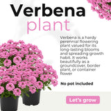 4 Pink Verbena Plants Live, 5-9" Tall Hardy Perennial Flower Plants, Well-Rooted for Outdoor Planting