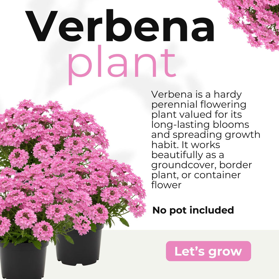 4 Pink Verbena Plants Live, 5-9" Tall Hardy Perennial Flower Plants, Well-Rooted for Outdoor Planting