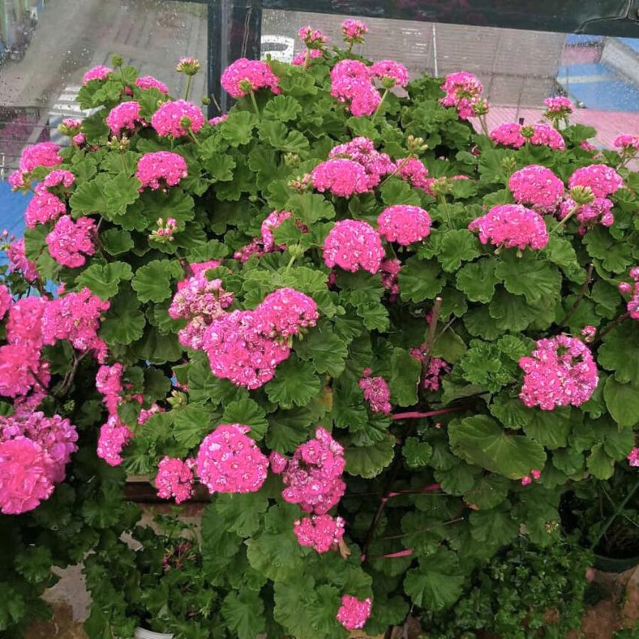 2 Pink Geranium Plants Live, 3 to 6 Inches Tall, Geranium Flower Plants Indoor Outdoor, Geranium Plant, No Potted