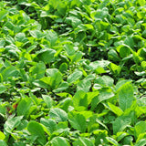 500 Florida Broadleaf Mustard Seeds, Green Mustard Vegetable Seed for Outdoor Garden, Easy Care for