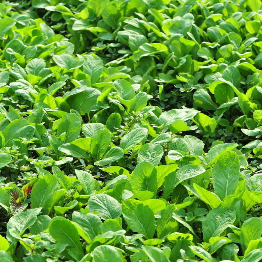 500 Florida Broadleaf Mustard Seeds, Green Mustard Vegetable Seed for Outdoor Garden, Easy Care for